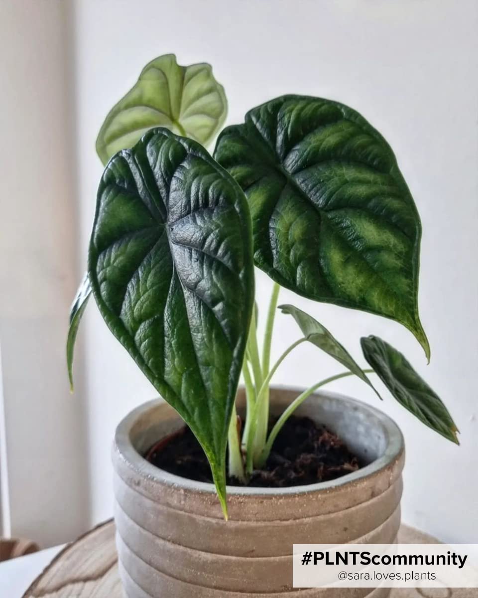 plnts-rareplnts-alocasia-dragon-scale-zimmerpflanze-20cm image 6