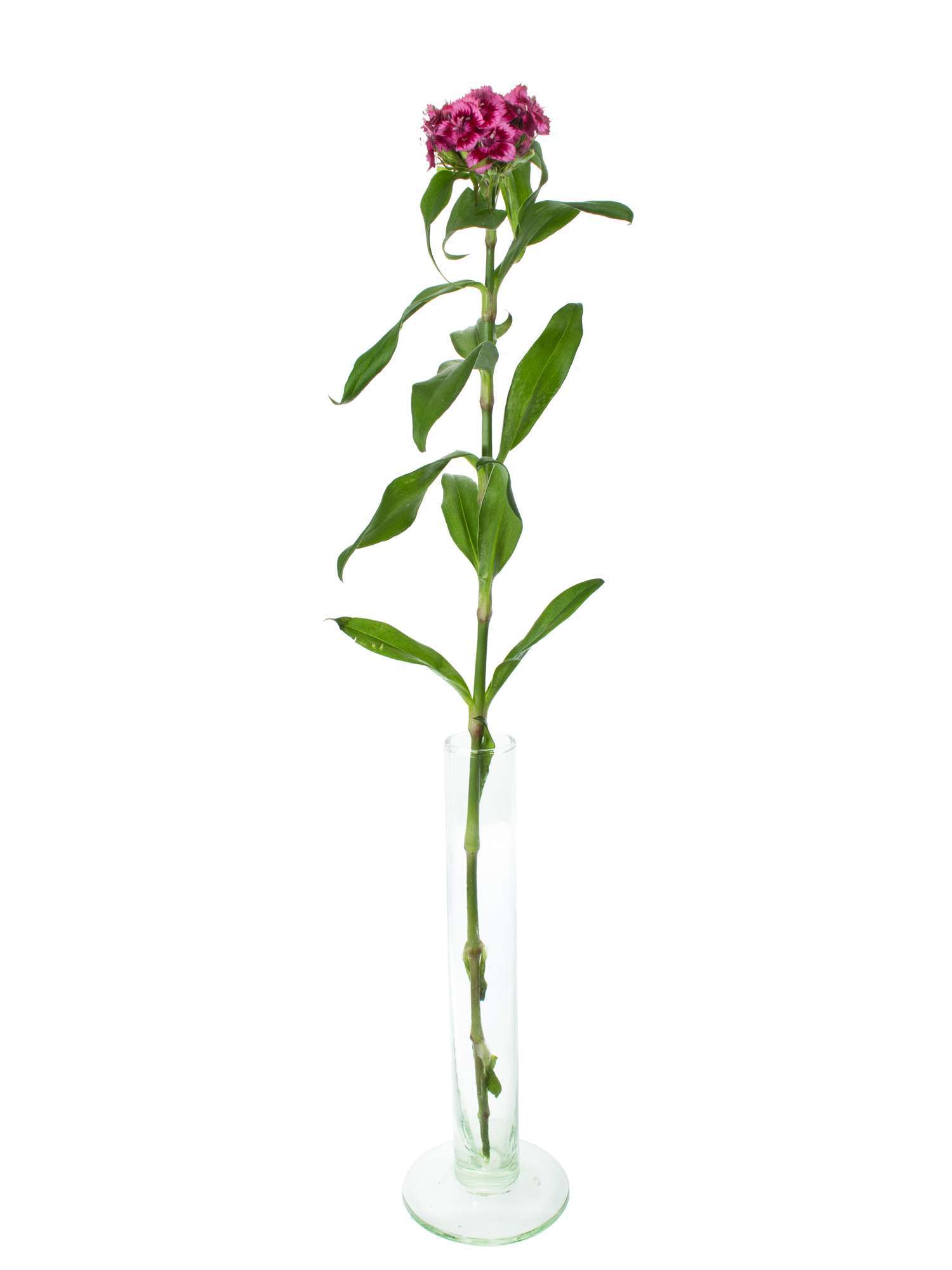 blumigo-bartnelken-bunte-mischung-stauden-f-r-garten-und-beet-mehrj-hrig-duftend image 3