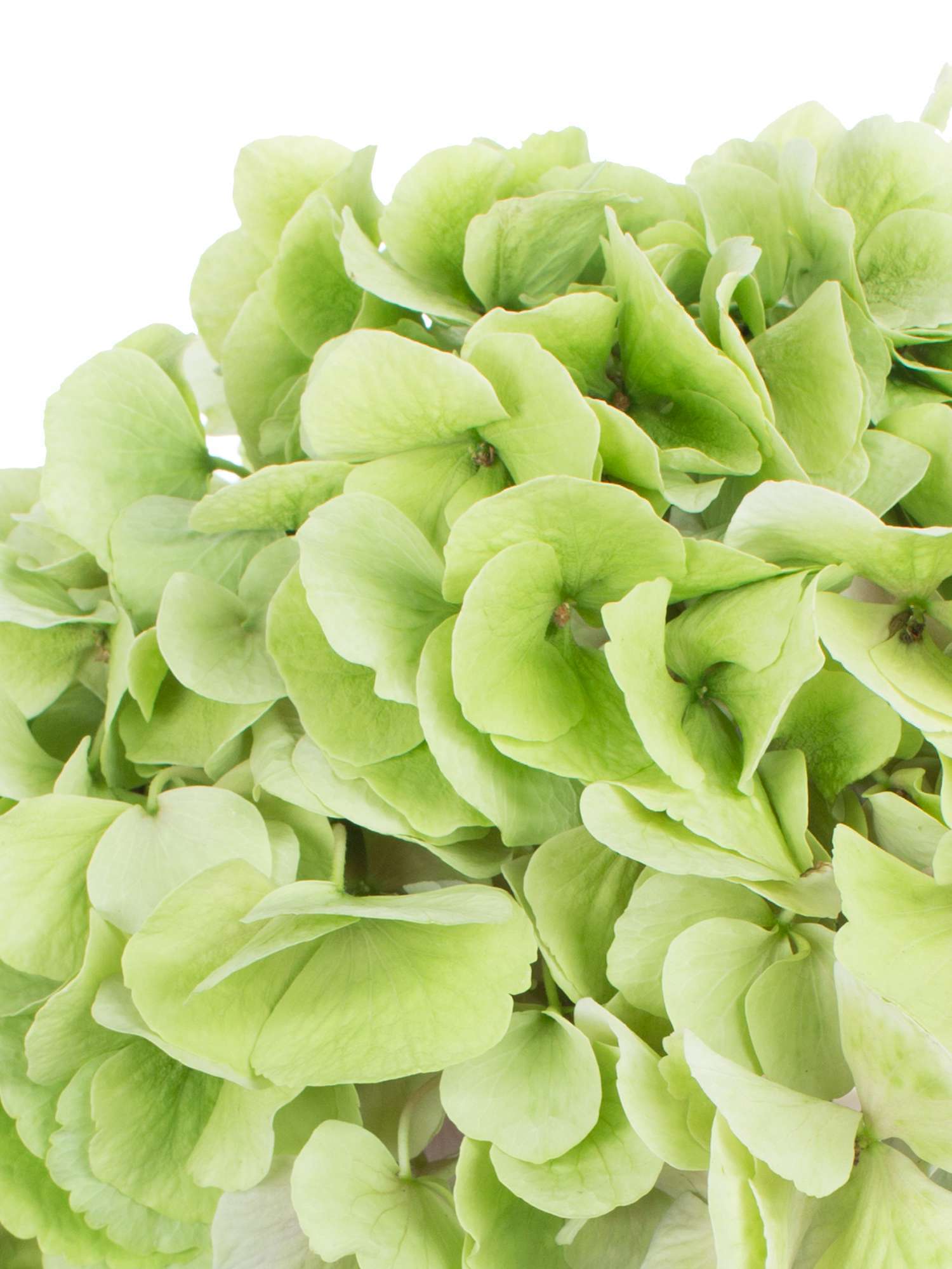 blumigo-hortensien-magical-verena-classic-schnittblume-gr-n image 3