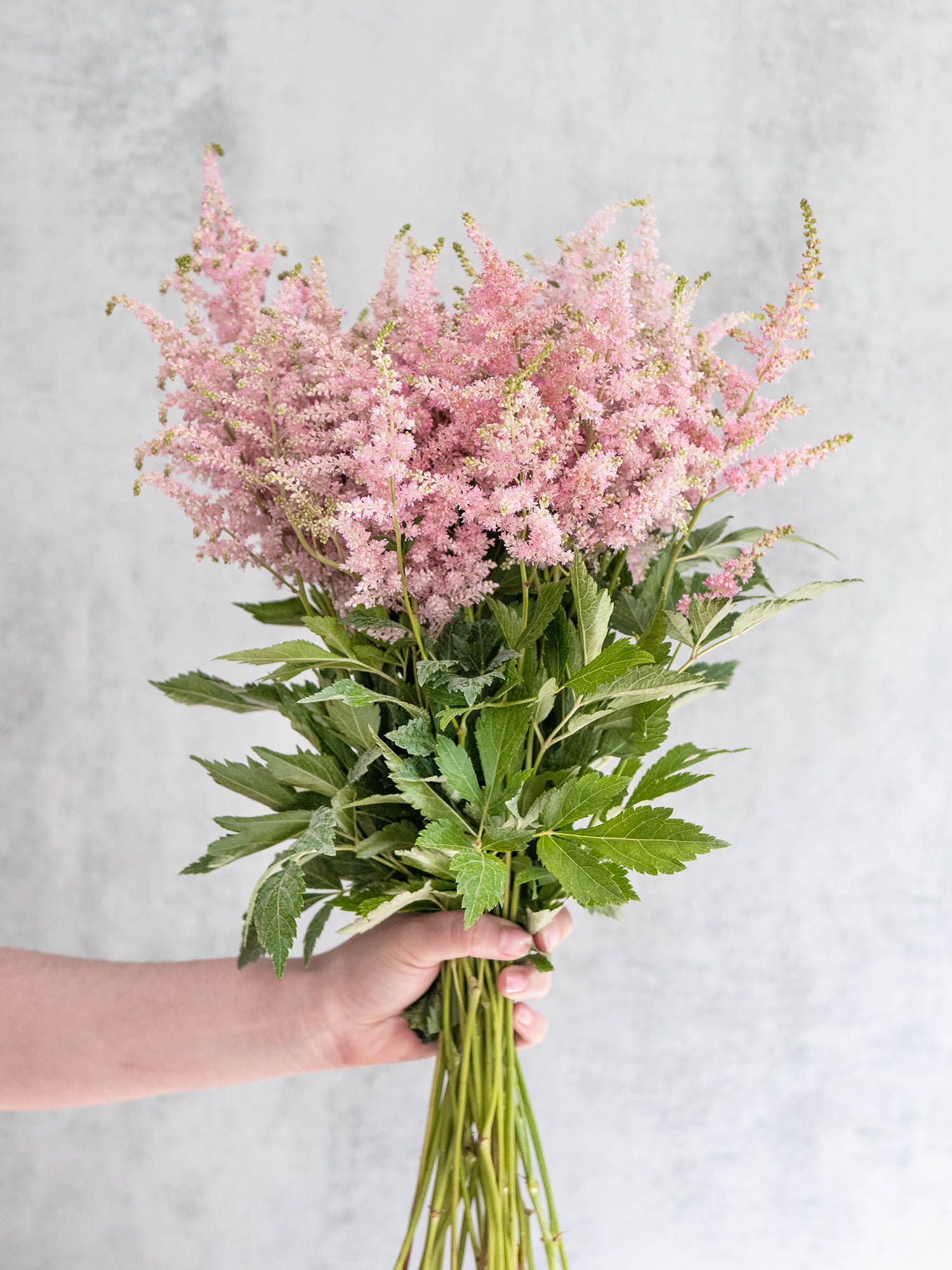blumigo-blattwerk-astilbe-europa-schnittblume-rosa image 3