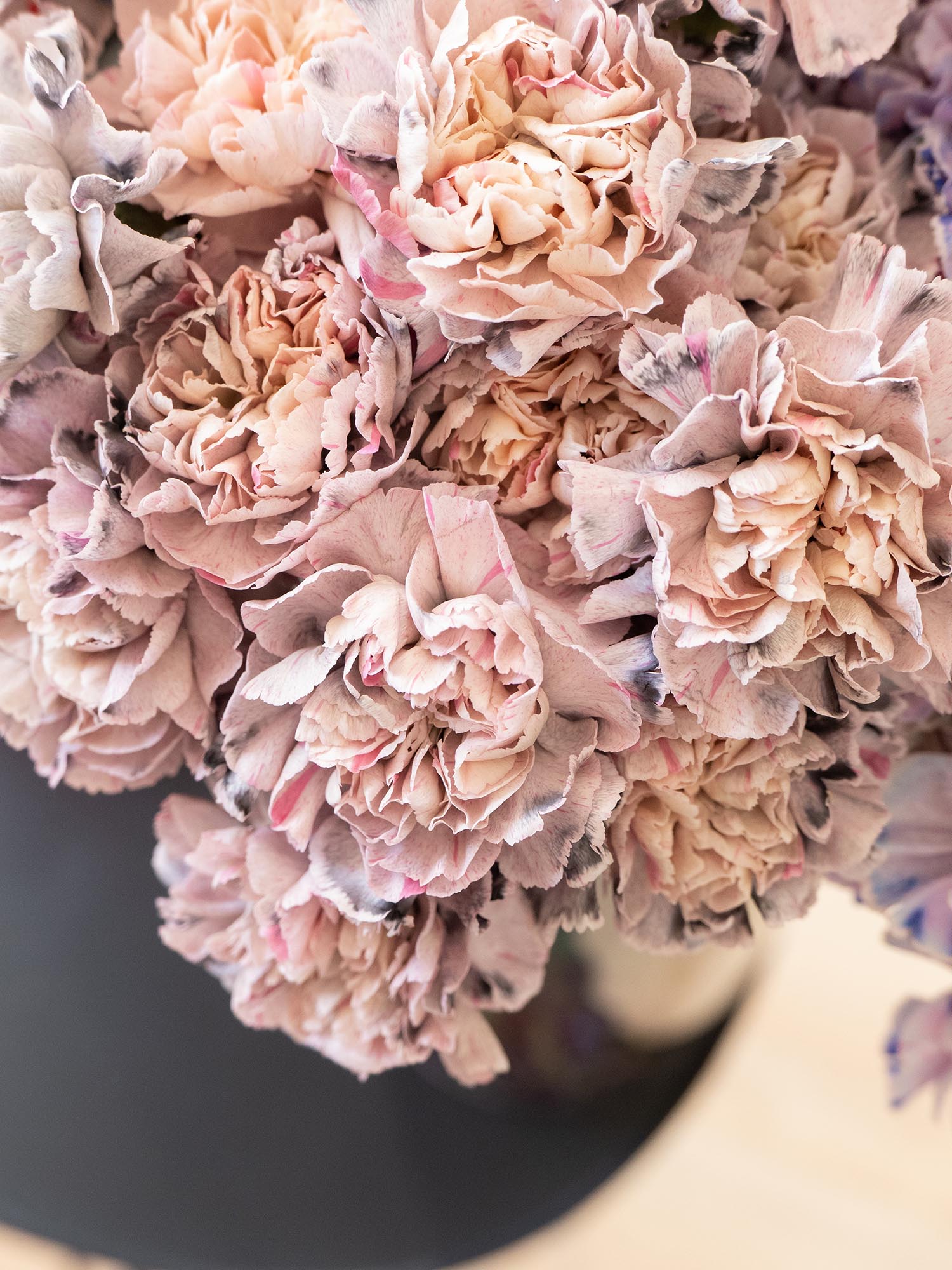 blumigo-nelken-edelnelken-rockstar-schnittblumen-grau-creme image 4