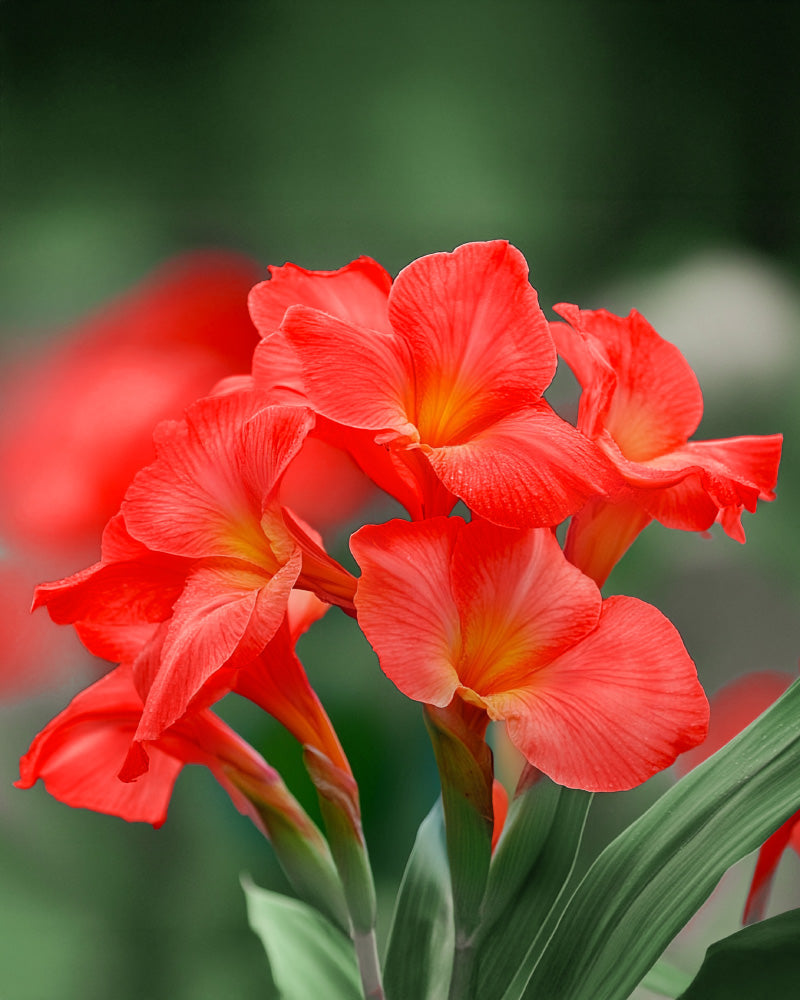 feey-amsterdam-canna-rot-blumenrohr-knollen-3-st-ck-sonnig image 2