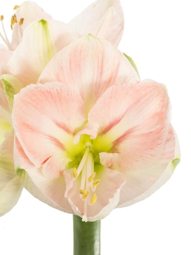 blumigo-amaryllis-darling-ritterstern-rosa-schnittblume image 1