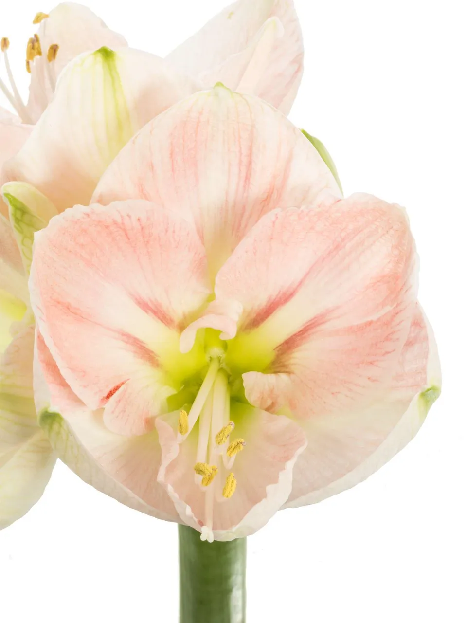 blumigo-amaryllis-darling-ritterstern-rosa-schnittblume image 1