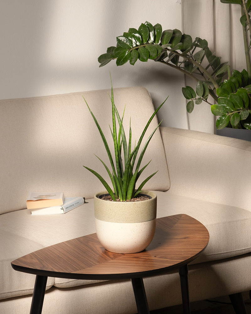 feey-variado-sansevieria-friends-zimmerpflanze-ohne-bertopf image 4