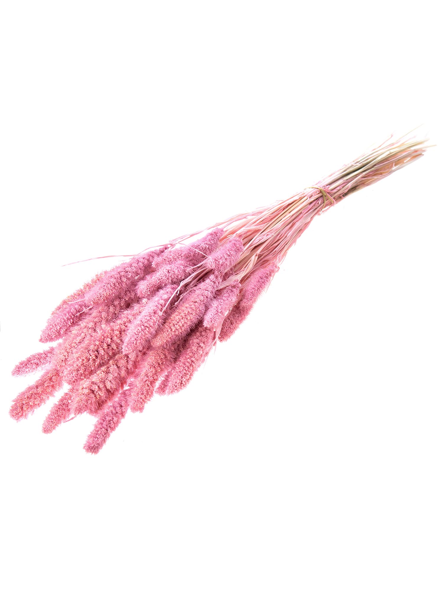 blumigo-setaria-borstenhirse-pink-trockengras image 3