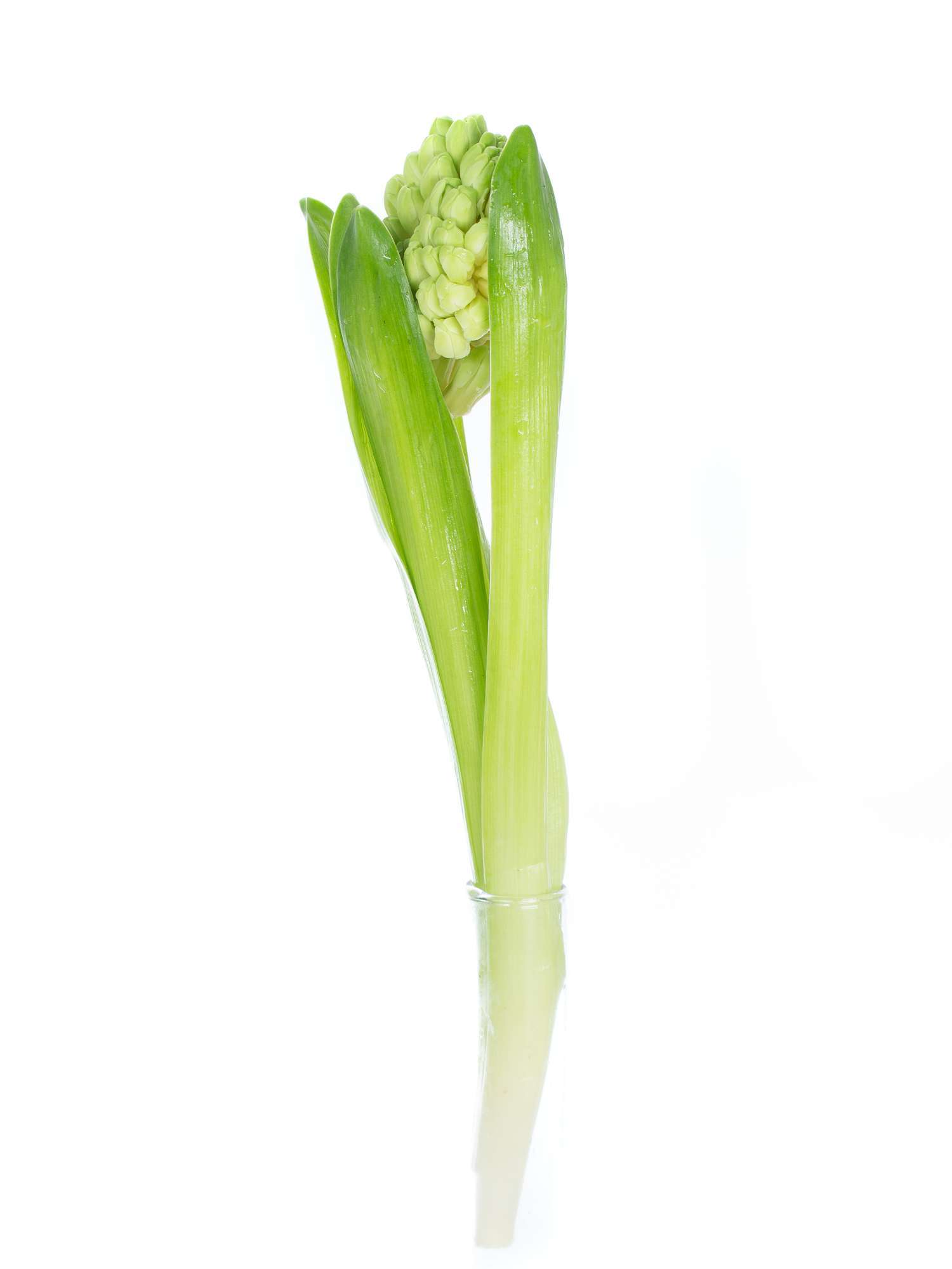 blumigo-white-king-hyazinthe-wei-fr-hlingsknolle-stiel image 4