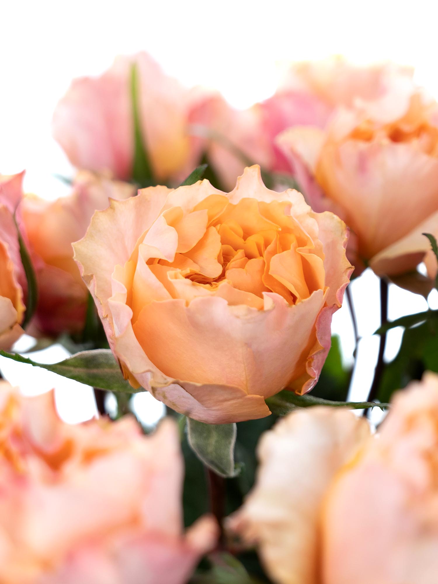 blumigo-rosen-campanella-peach-schnittrosen-apricot image 1
