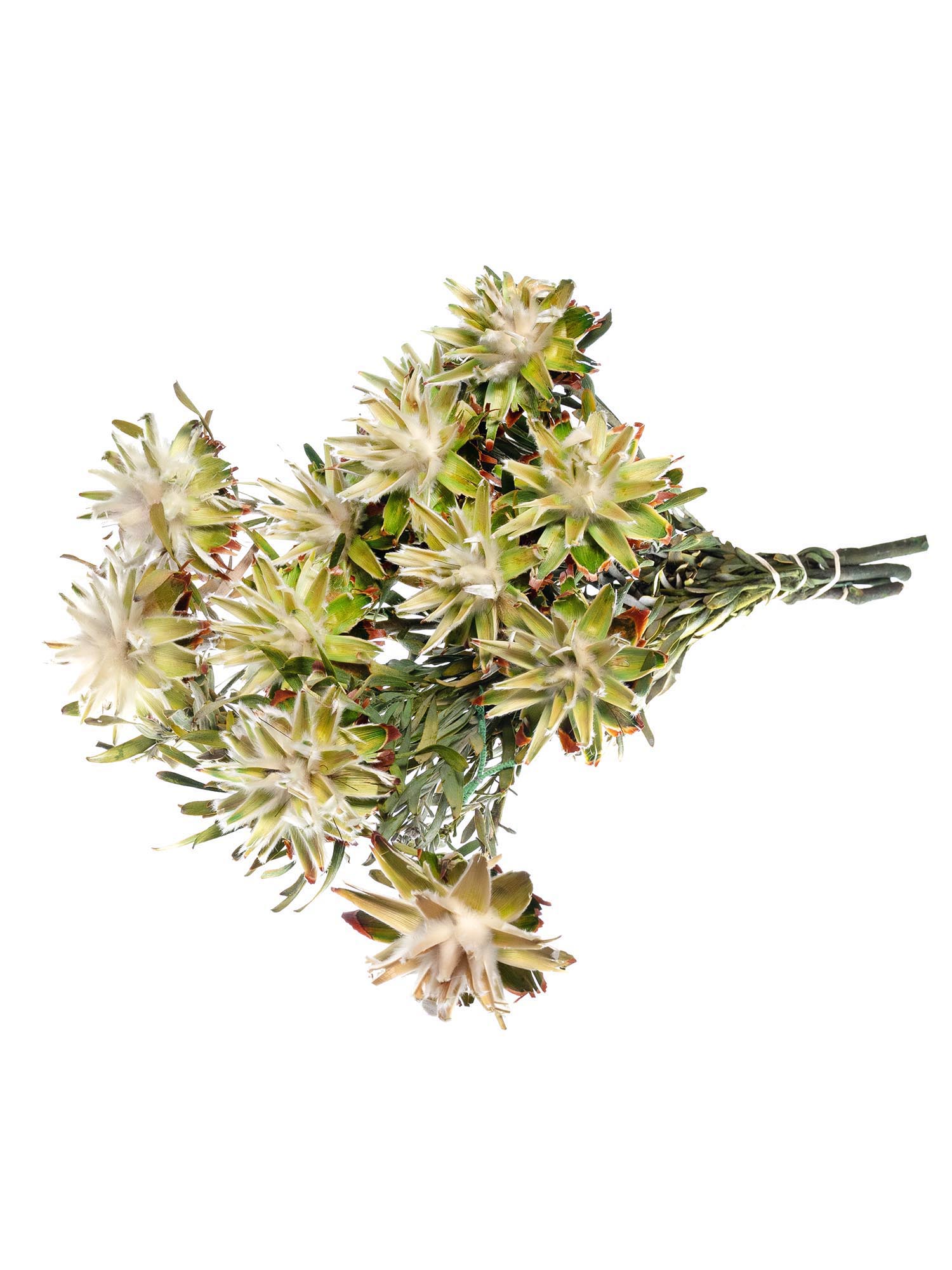blumigo-leucospermum-plumosum-konserviert-limettengr-n-creme image 4