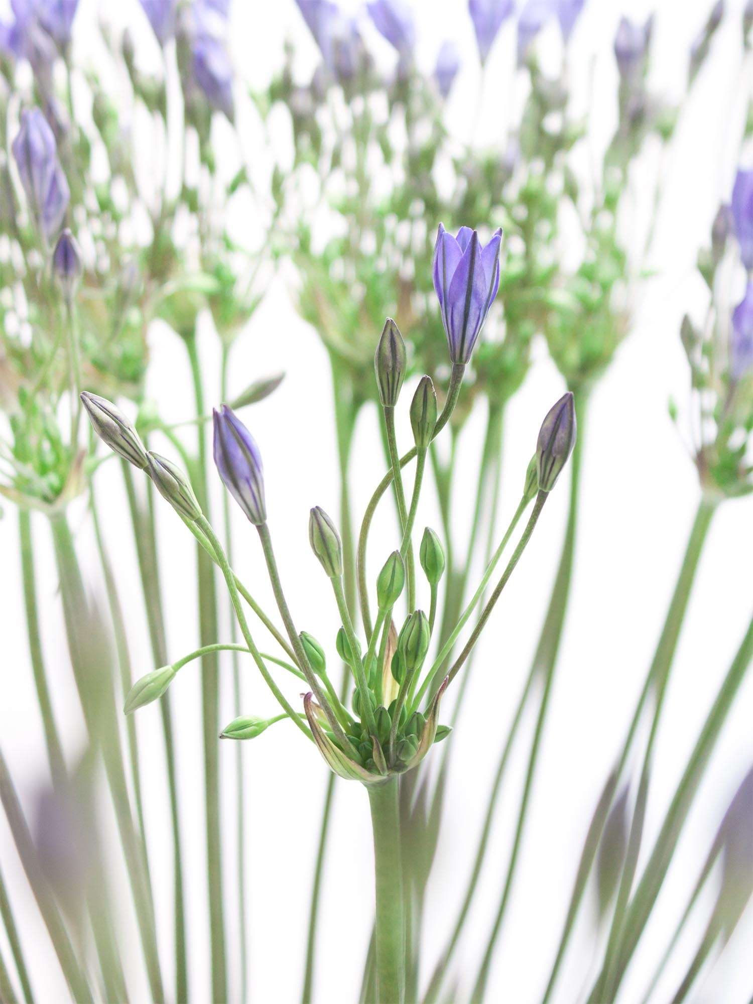 blumigo-blattwerk-sternblume-brodiaea-blues-schnittblume-blau image 1
