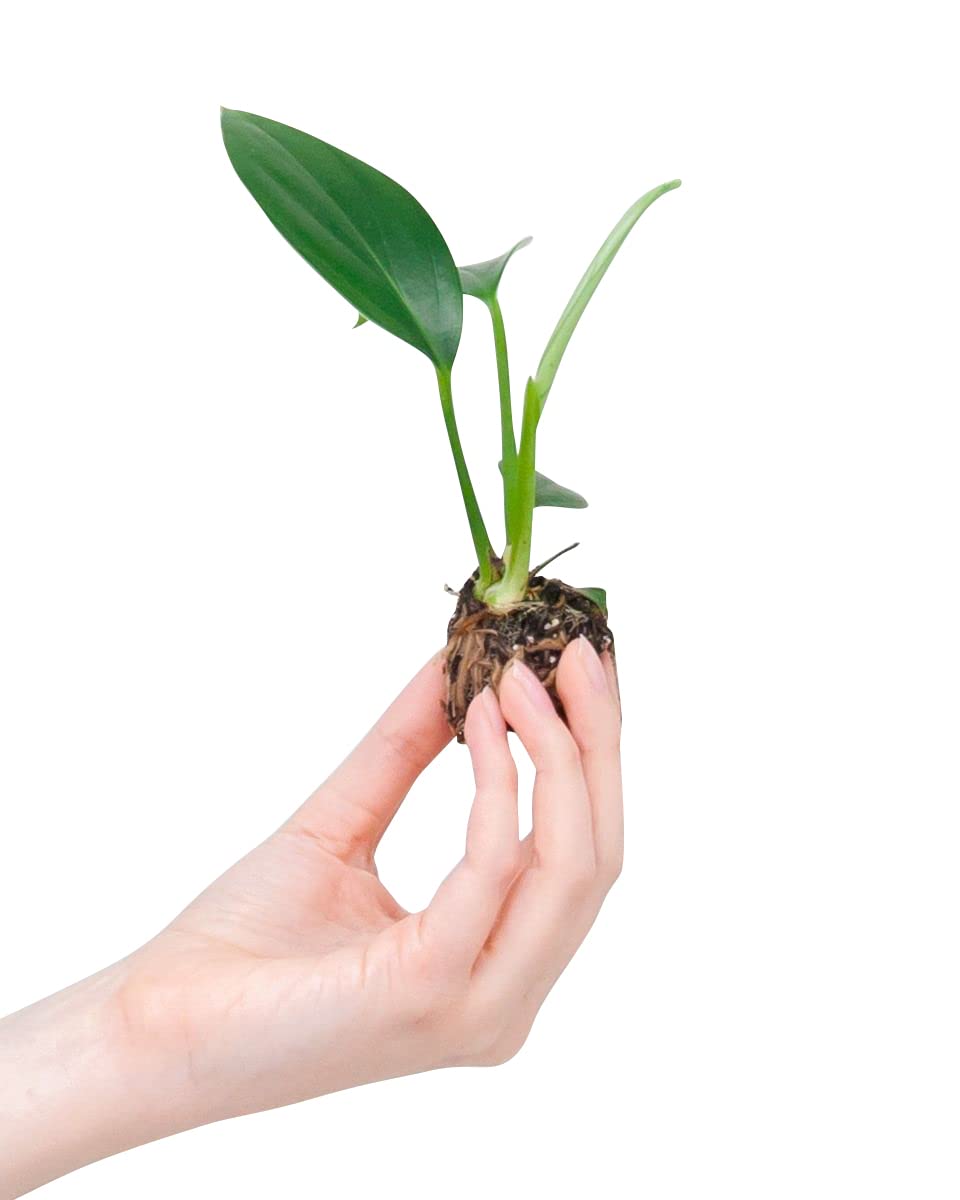 plnts-baby-philodendron-dragon-tail-zimmerpflanze-10cm image 1