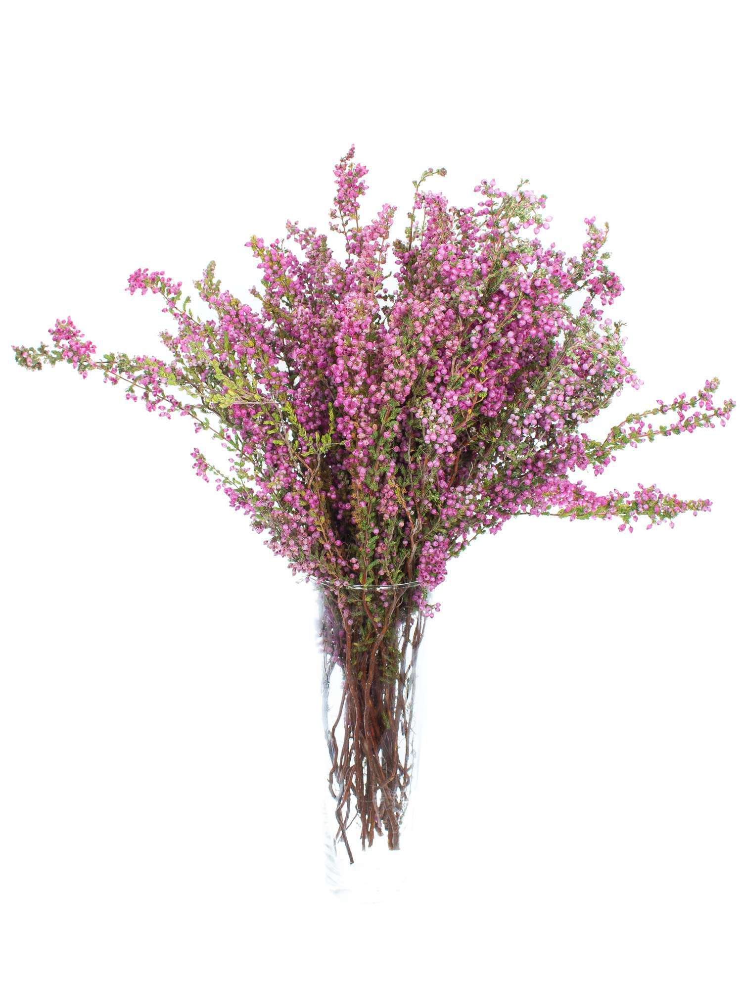 blumigo-erika-heidekraut-pink-herbstdeko-im-topf image 2