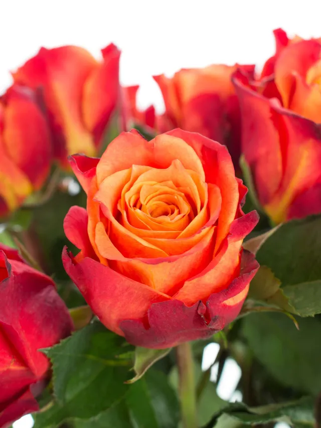 blumigo-rosen-atomic-rose-orange-rot-schnittrose image 1