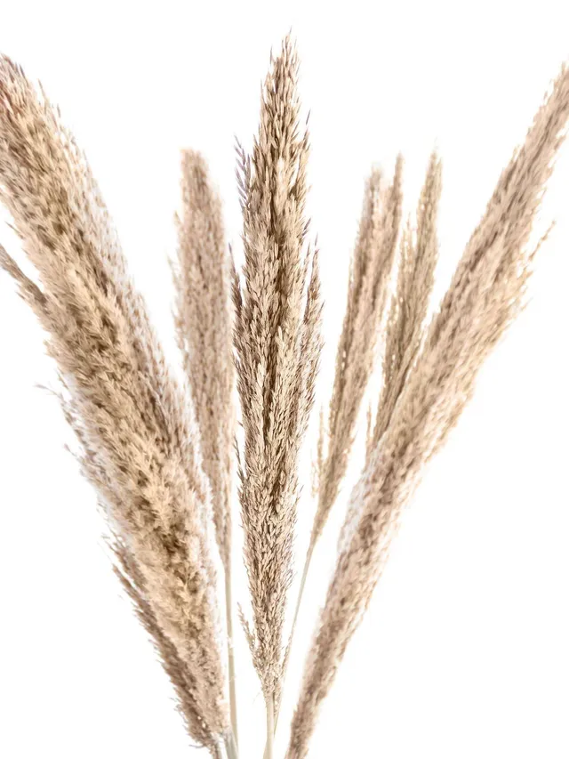blumigo-trockenblumen-arundo-donax-trockenblume-natur-braun image 1