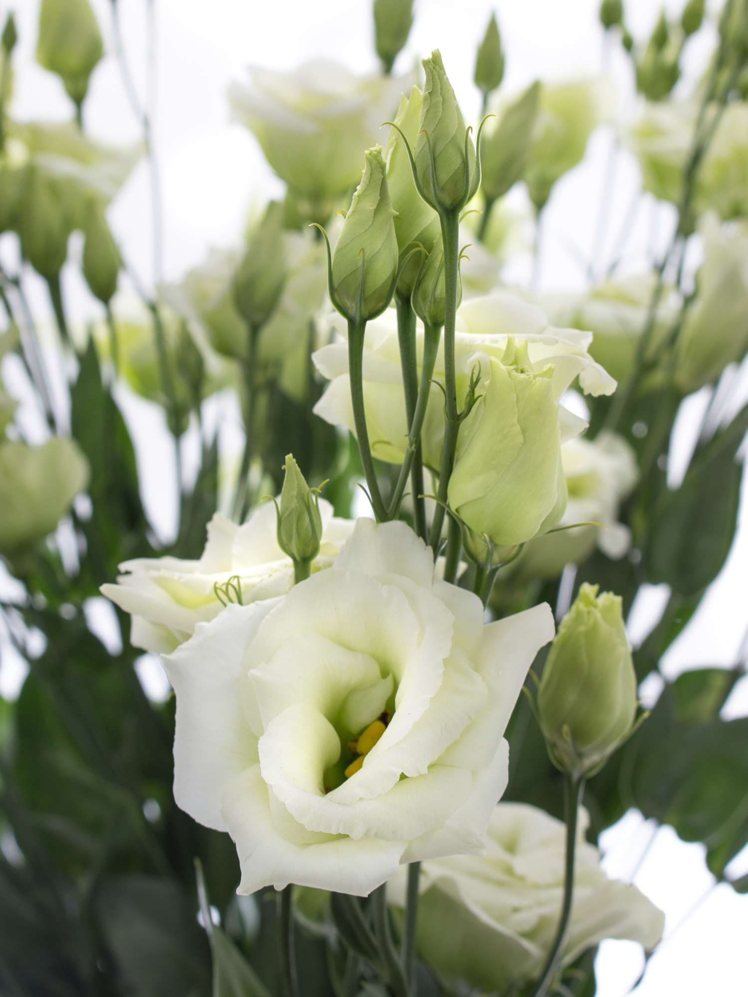 blumigo-lisianthus-rosita-green-gr-ne-schnittblume image 1