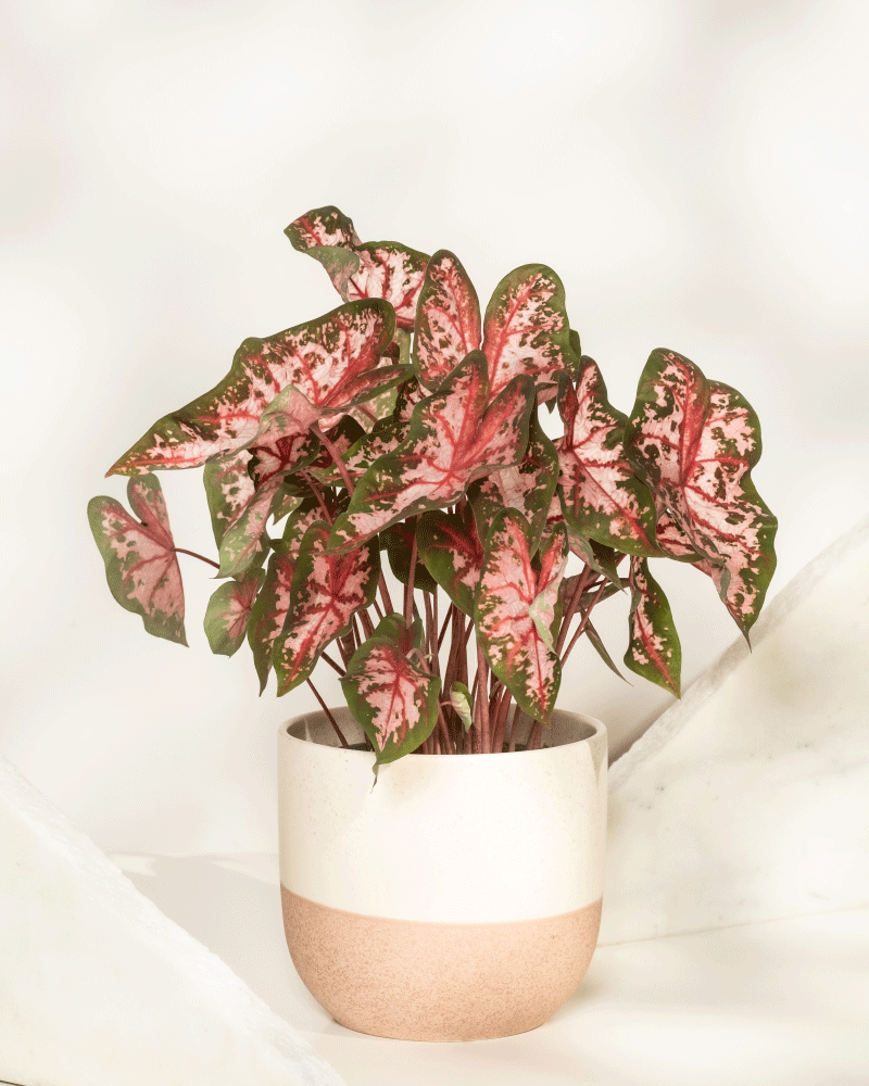 feey-variado-caladium-roze-buntblatt-rosa-zimmerpflanze image 6
