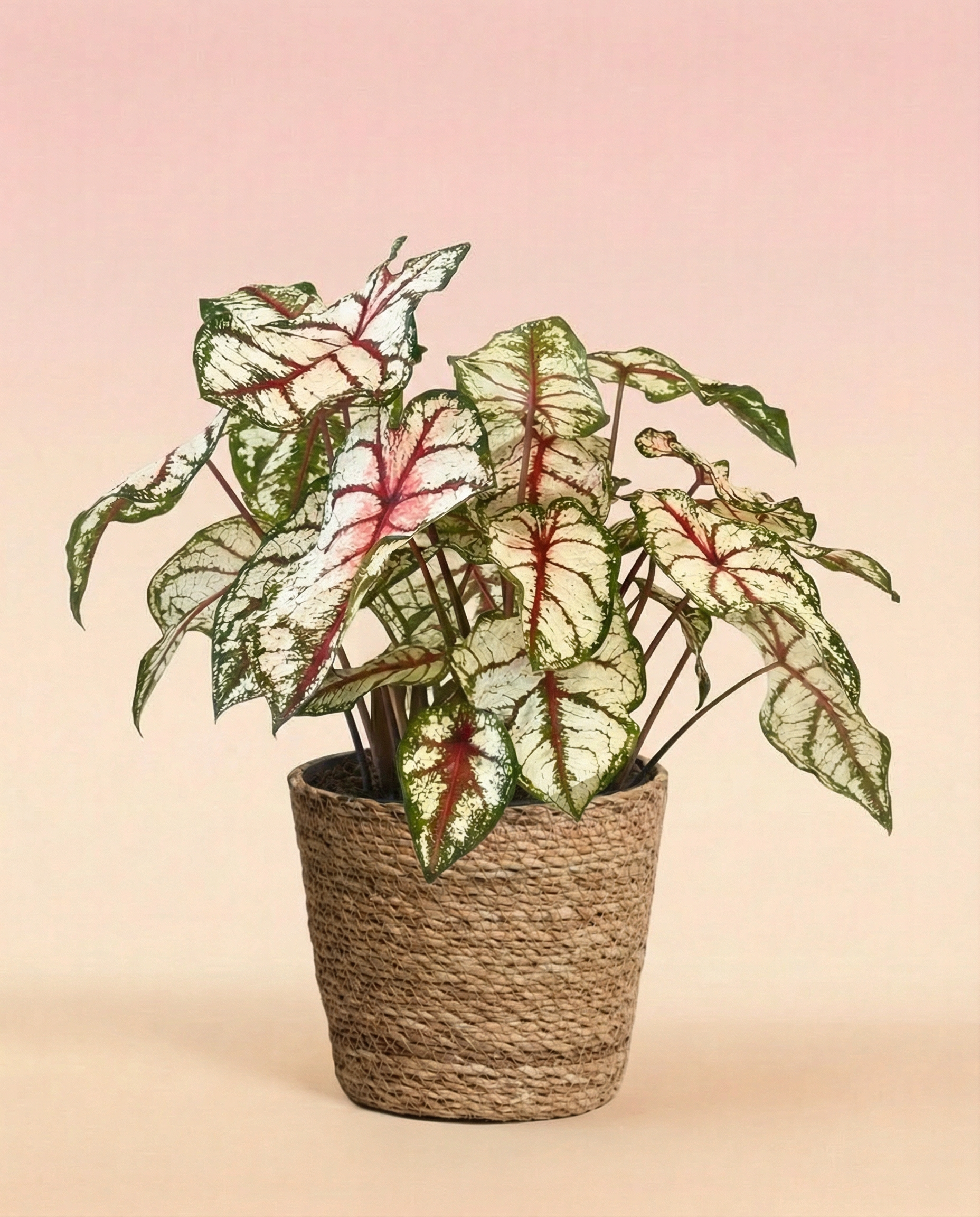 feey-caladium-bottle-rocket-zimmerpflanze-buntblatt image 7