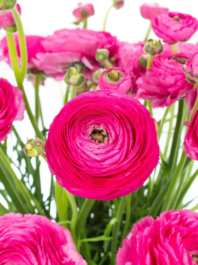 blumigo-ranunkeln-xl-cloni-rosado-pink-st-ck image 1
