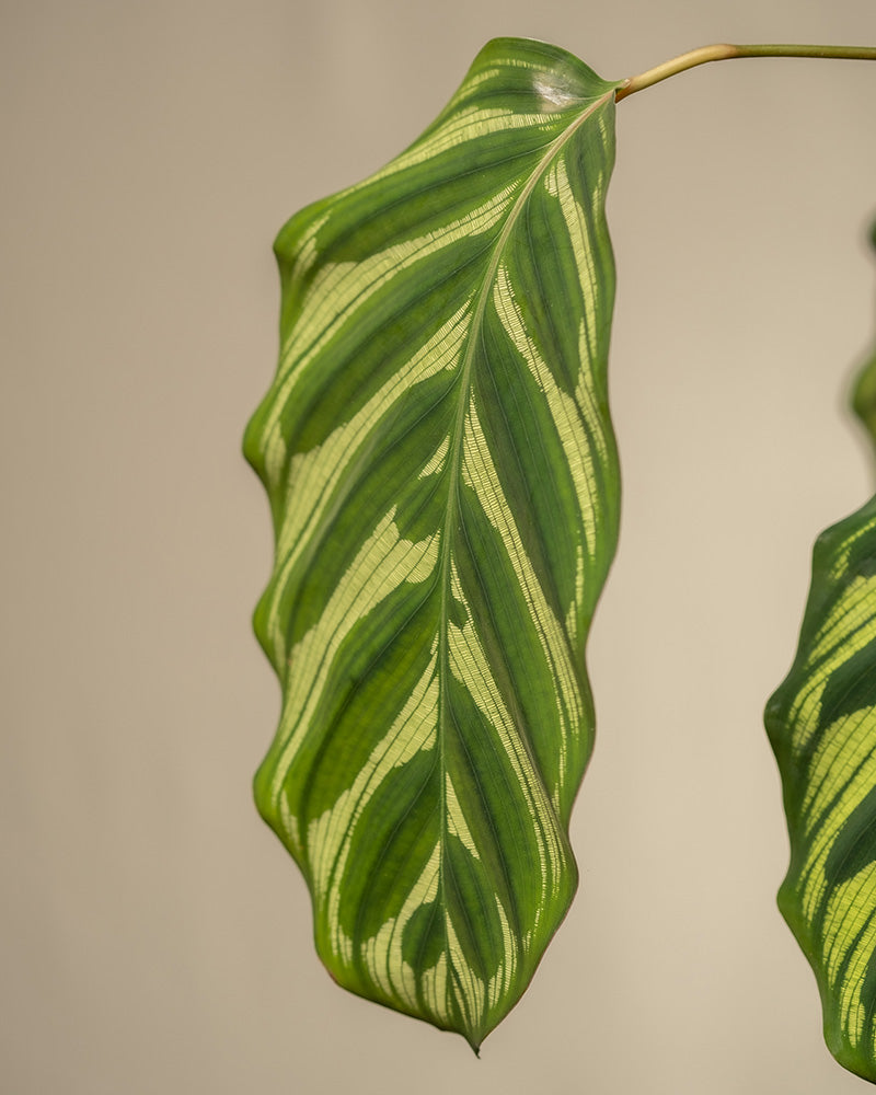 feey-variado-pfauen-korbmarante-calathea-tierfreundlich-gro image 7