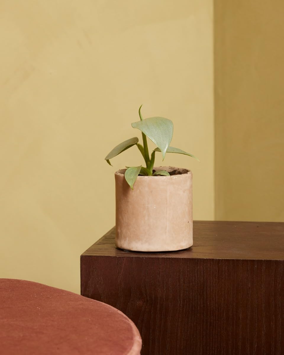 plnts-babyplnts-philodendron-silver-sword-zimmerpflanze-15cm image 5