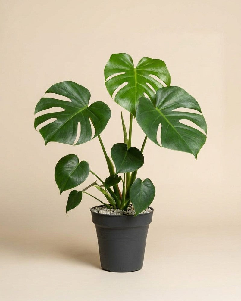 feey-variado-monstera-deliciosa-fensterblatt-ohne-bertopf-2 image 3