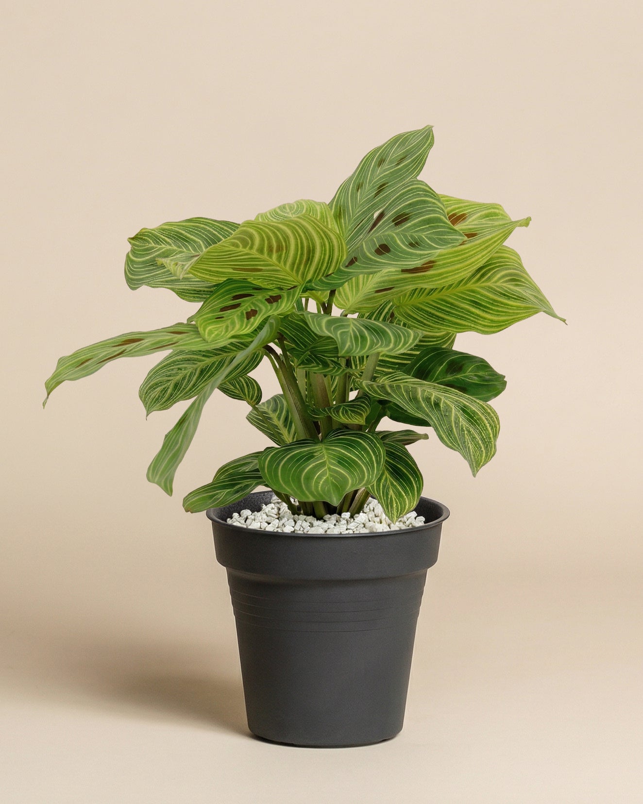 feey-maranta-light-veins-zimmerpflanze-ohne-topf-selten image 3