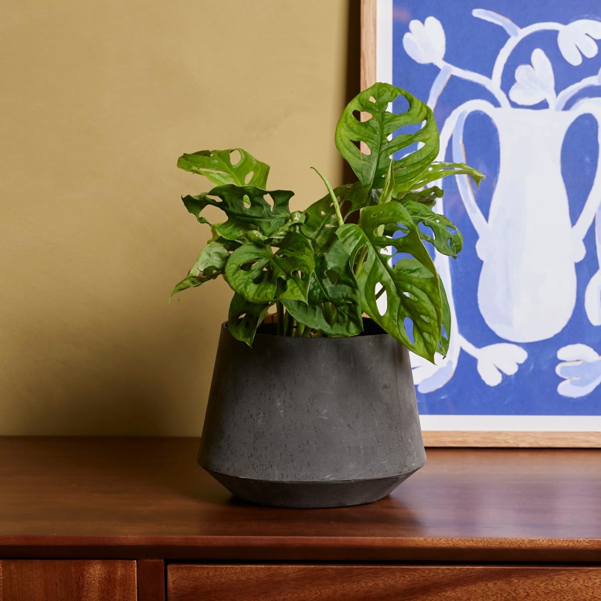 plnts-rareplnts-monstera-adansonii-zimmerpflanze-12cm-30cm image 6