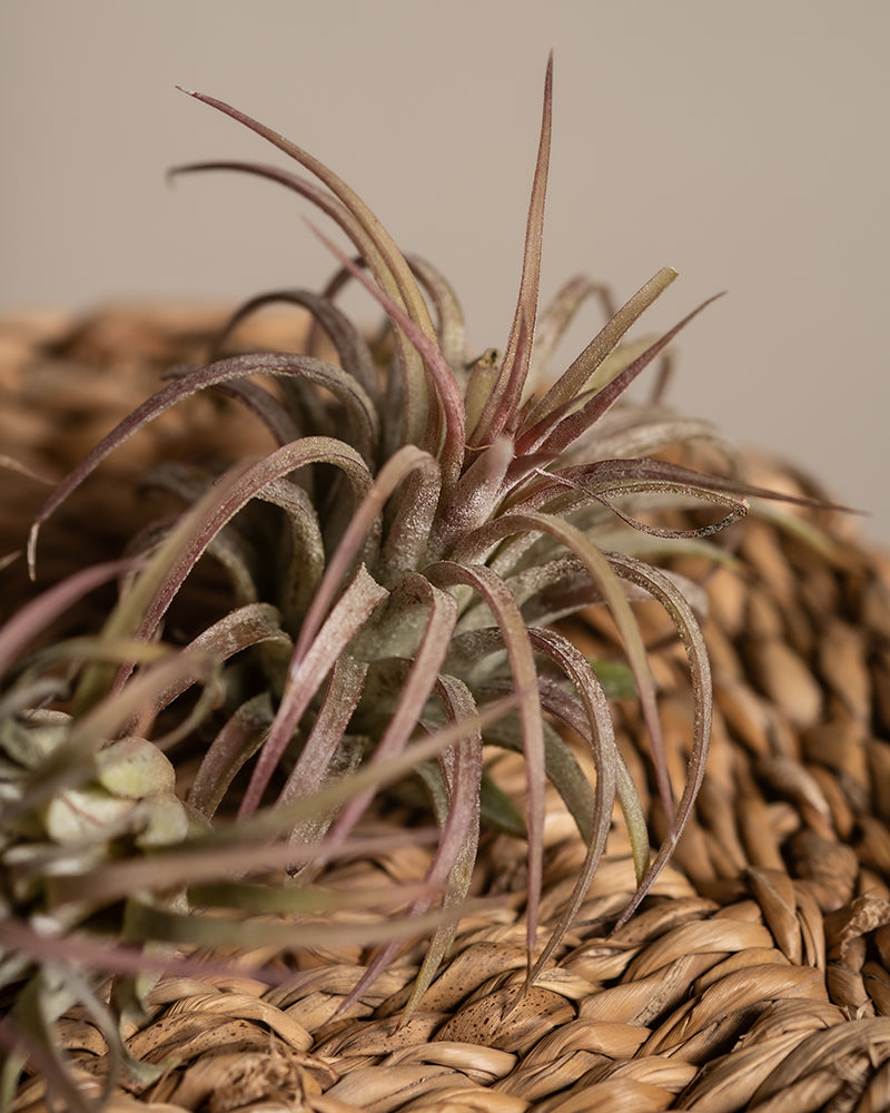 feey-variado-luftpflanzen-pink-tillandsia-5-st-ck image 5