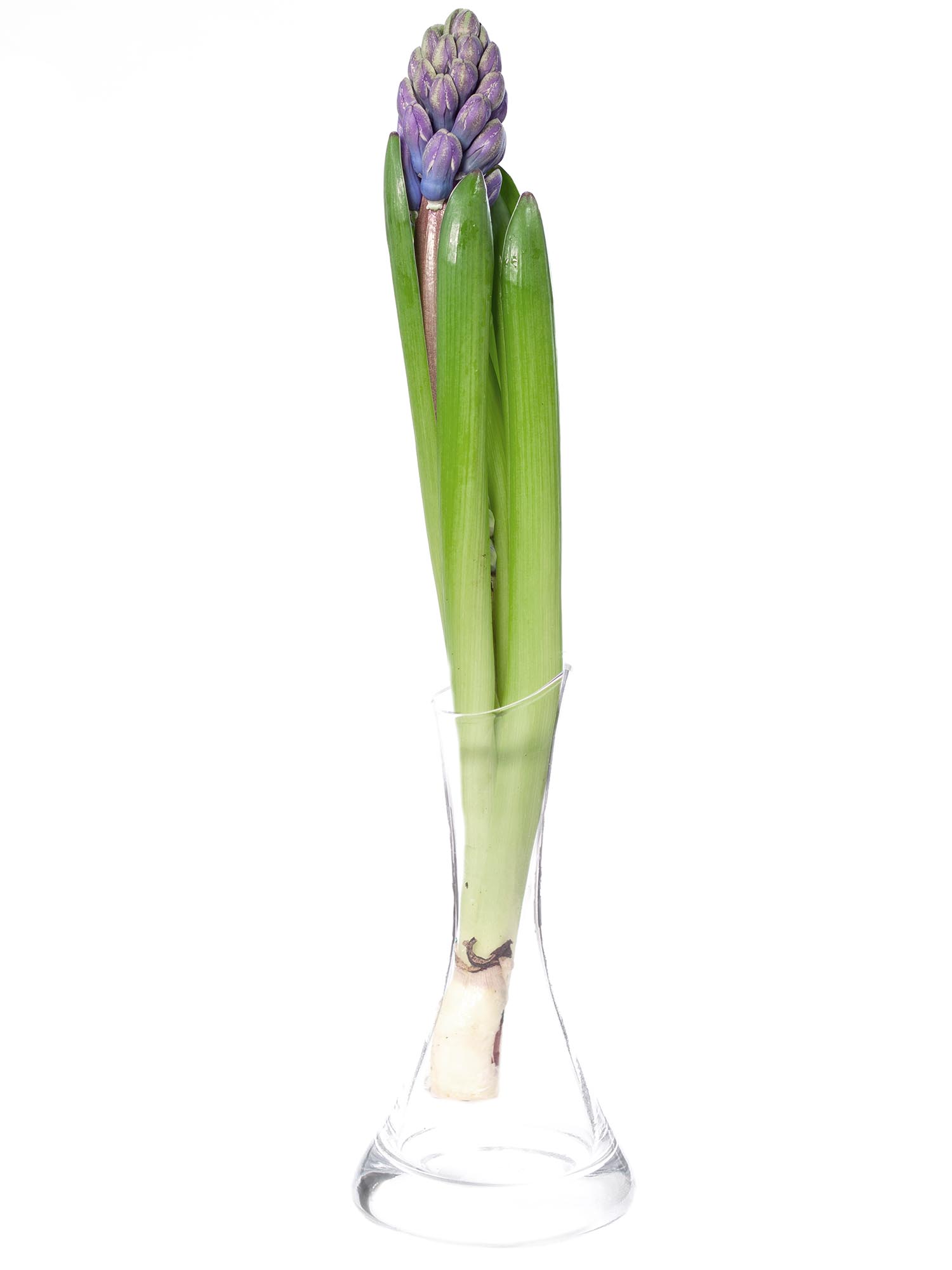 blumigo-hyazinthen-chicago-schnittblume-blau-violett image 3