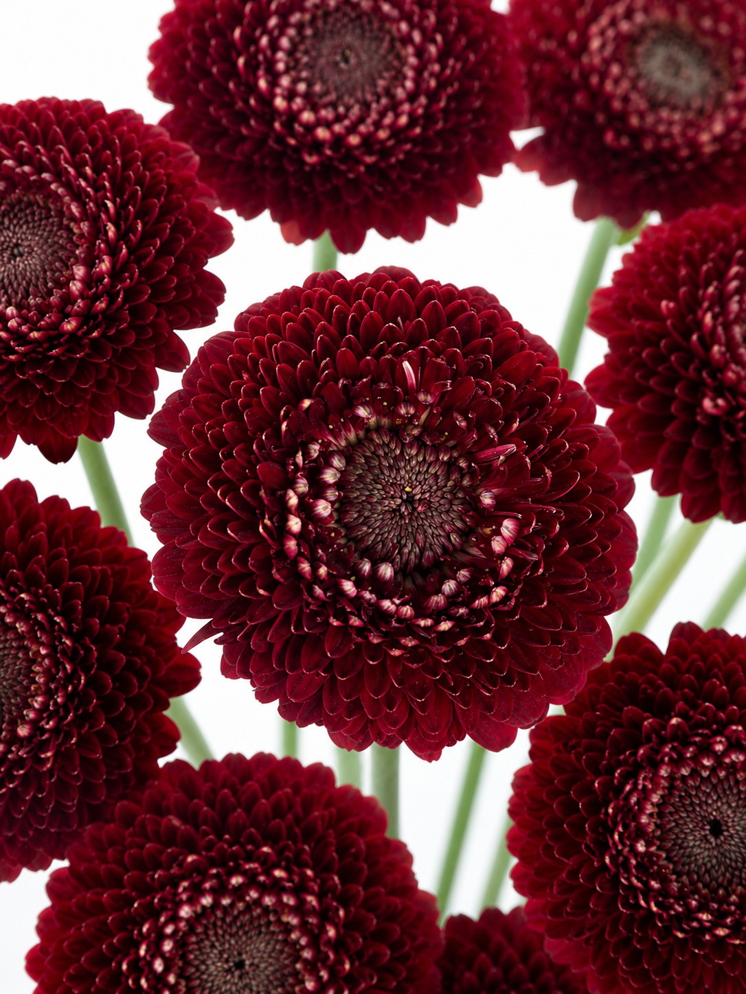 blumigo-gerbera-pomponi-blackpearl-schnittblume-dunkelrot-einzelstiel image 1