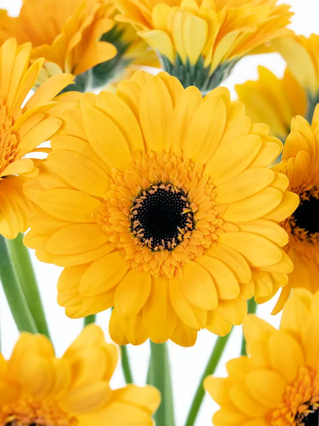 blumigo-gerbera-mini-bison-gold-gelbe-schnittblume-stiel image 1