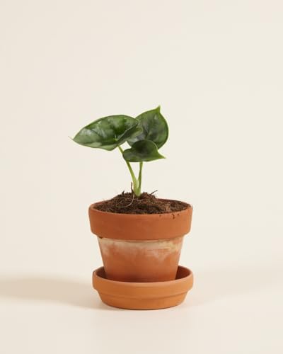 plnts-baby-alocasia-reversa-zimmerpflanze-10-cm-gemustert image 8
