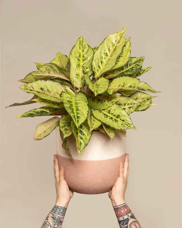 feey-variado-aglaonema-chartreuse-pretty-zimmerpflanze-ohne-bertopf image 1