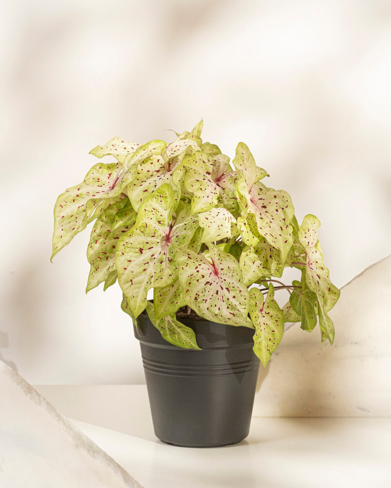 feey-caladium-miss-muffet-zimmerpflanze-ohne-bertopf-bunt image 3