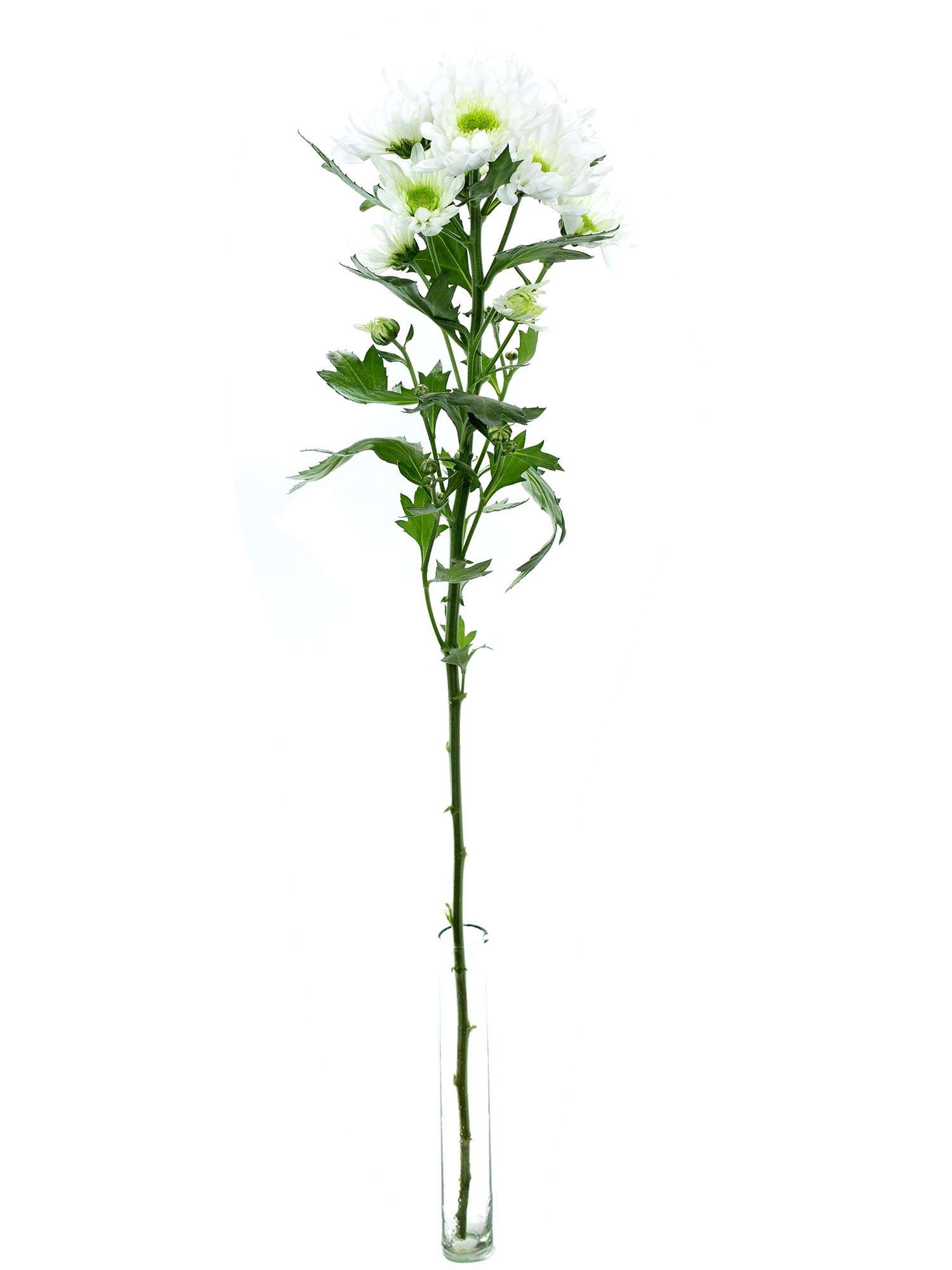 blumigo-chrysanthemen-radost-wei-gr-n-schnittblume-verzweigt image 3