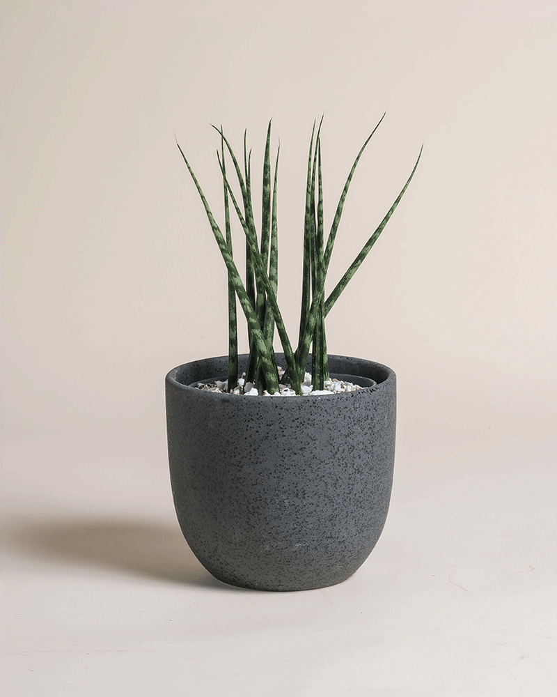 feey-variado-sansevieria-mikado-zimmerpflanze-pflegeleicht image 5