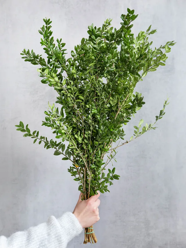 blumigo-blattwerk-und-bindegr-n-buchsbaum-gr-n-schnittgr-n-for-powerpoint-decorn image 1