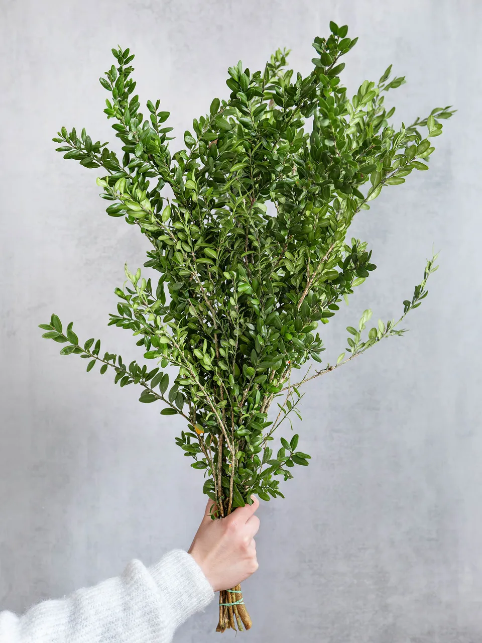 blumigo-blattwerk-und-bindegr-n-buchsbaum-gr-n-schnittgr-n-for-powerpoint-decorn image 1