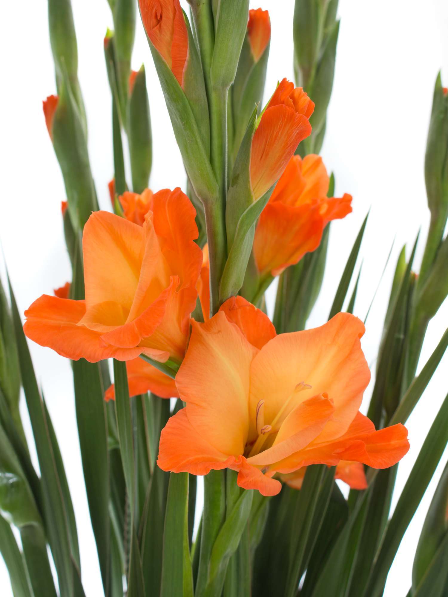 blumigo-royal-class-gladiole-orange image 4