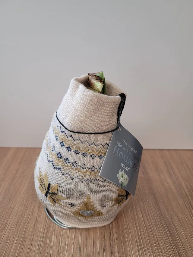 blumigo-amaryllis-knolle-im-fleece-weihnachten-zwiebel image 1