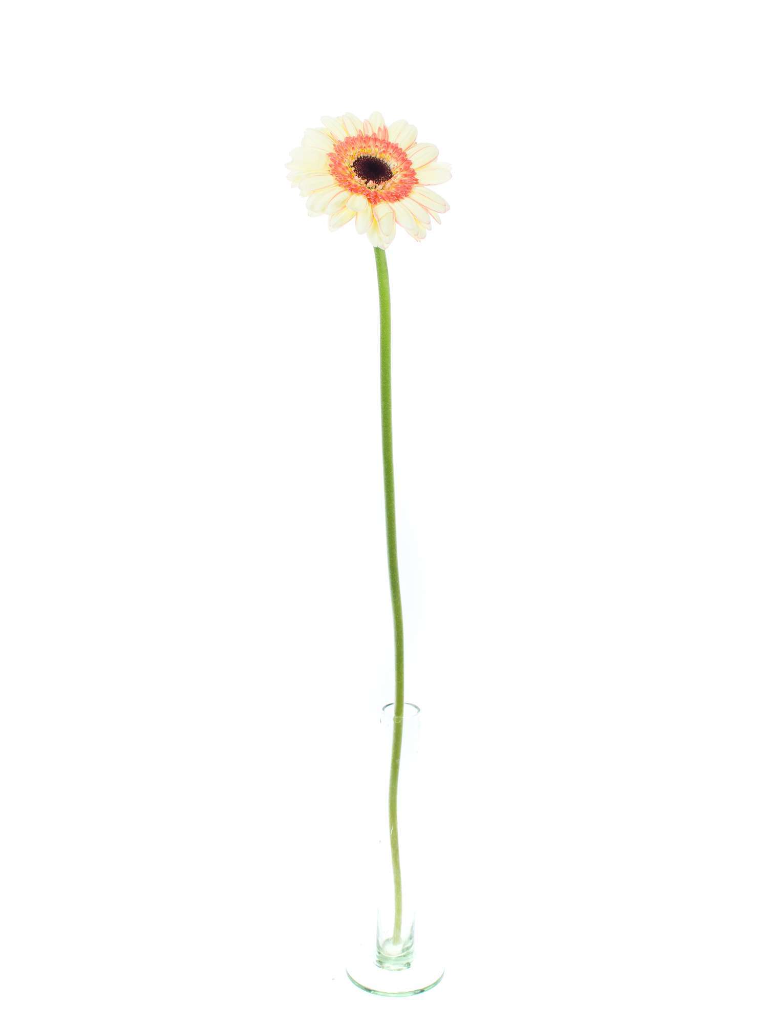 blumigo-gerbera-castello-mini-gerbera-creme-apricot image 2