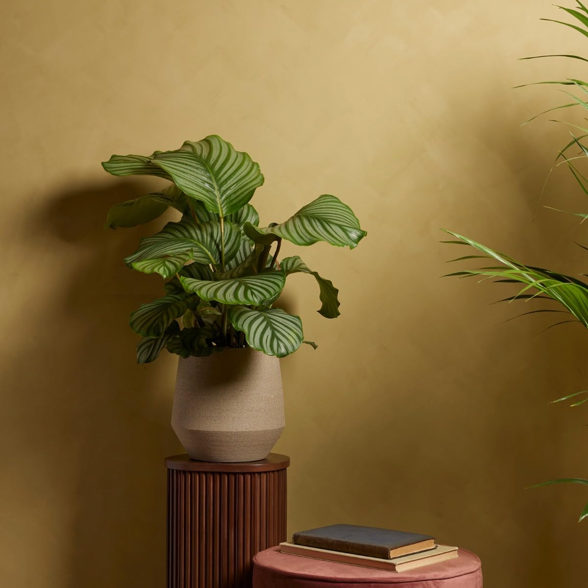 plnts-calathea-orbifolia-zimmerpflanze-60-cm-19-cm-topf image 6