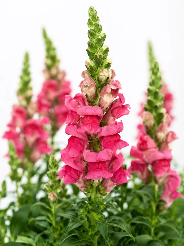 blumigo-rosen-l-wenm-ulchen-avignon-cherry-rose-pink image 1