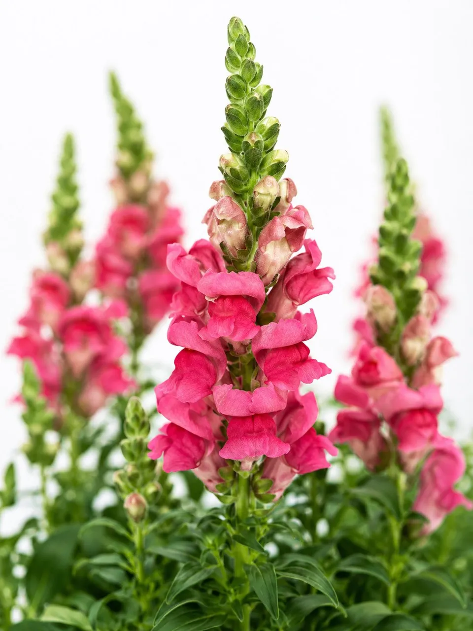 blumigo-rosen-l-wenm-ulchen-avignon-cherry-rose-pink image 1