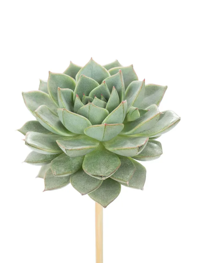 blumigo-blattwerk-echeverien-sukkulenten-gr-n-stab image 1