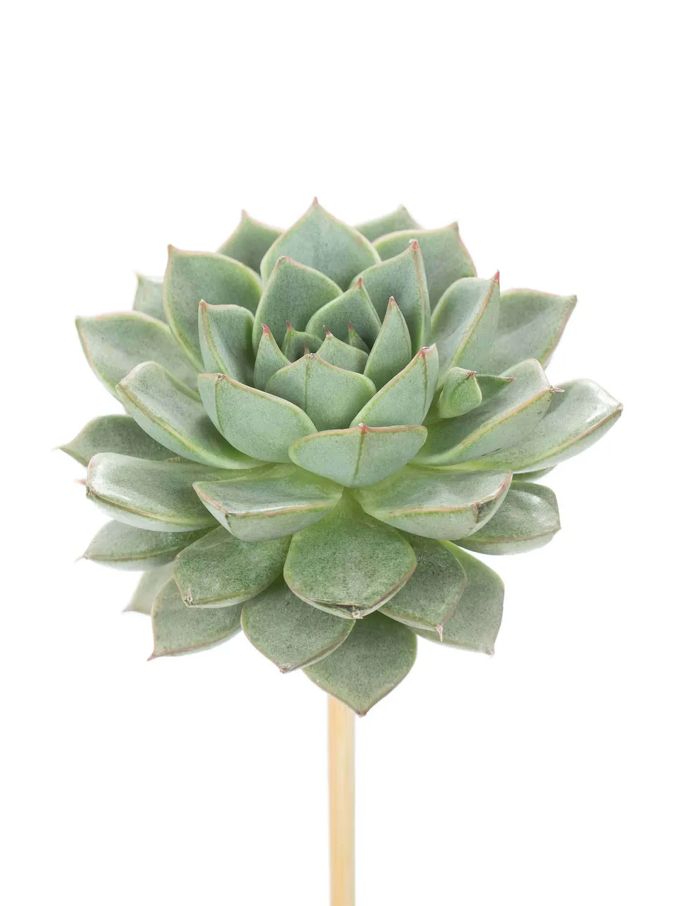 blumigo-blattwerk-echeverien-sukkulenten-gr-n-stab image 1