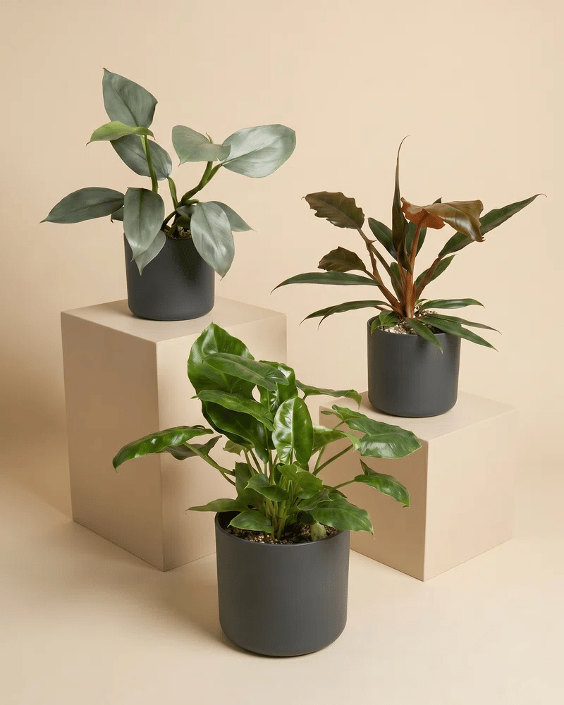 feey-variado-schweizer-philodendron-trio-pflanzenset-3er image 7