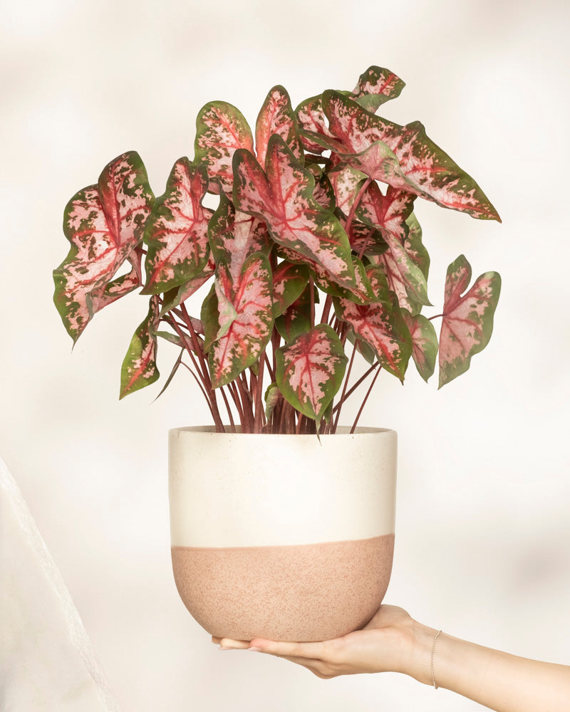 feey-variado-caladium-roze-buntblatt-rosa-zimmerpflanze image 1