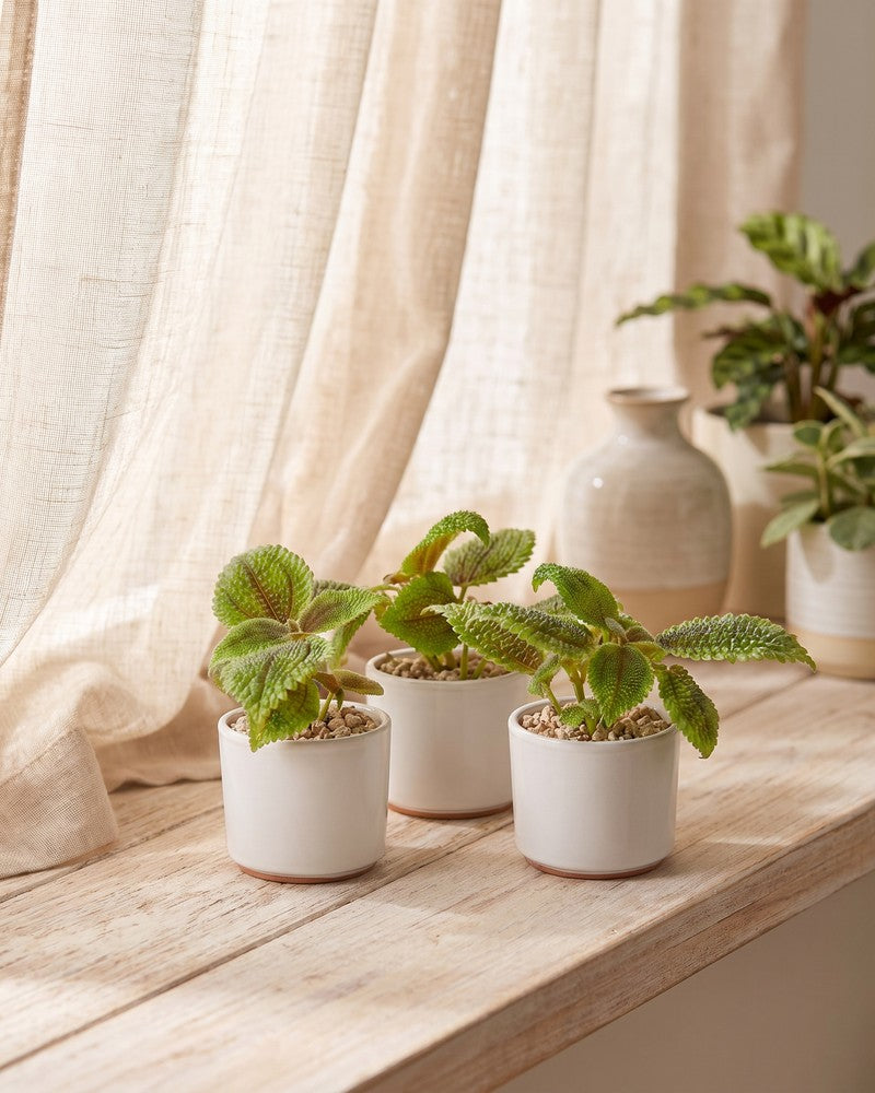feey-variado-baby-pilea-moon-valley-3er-set-klein image 2