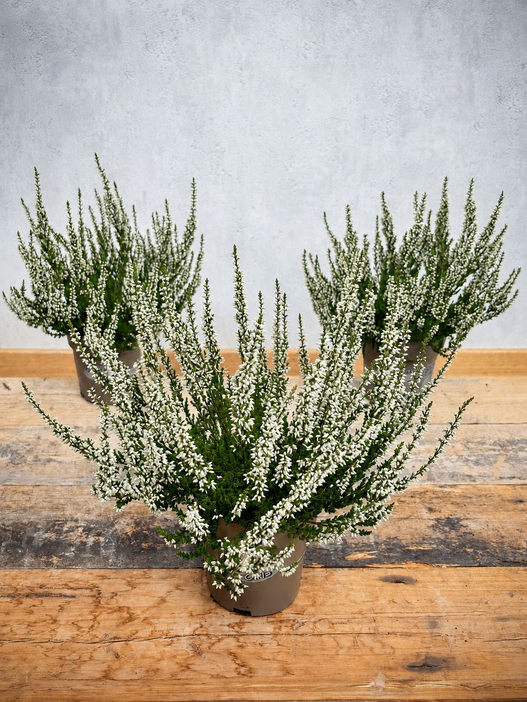 blumigo-herbstdeko-heide-im-topf-wei image 2